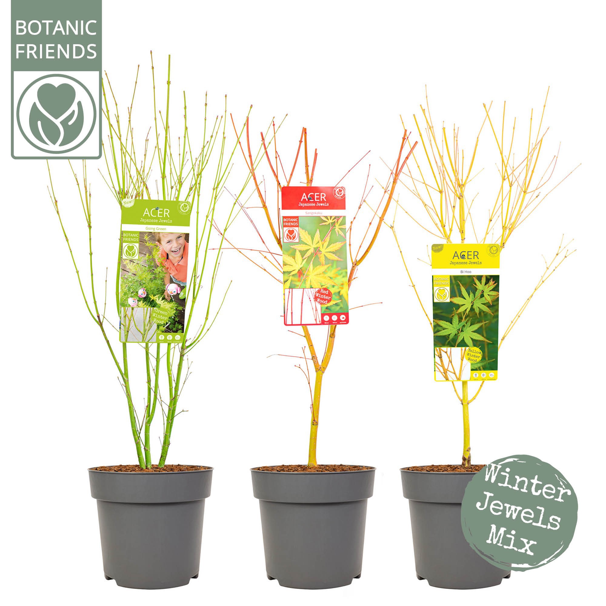 Acer palm. 'Winter Jewels' Mix, D 24