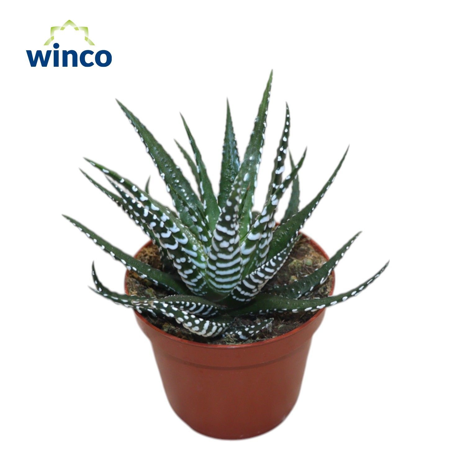 Haworthia Fasciata Big Band, D 8,5