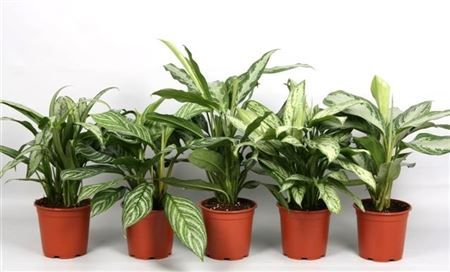 Aglaonema gemengd Groen, D 17