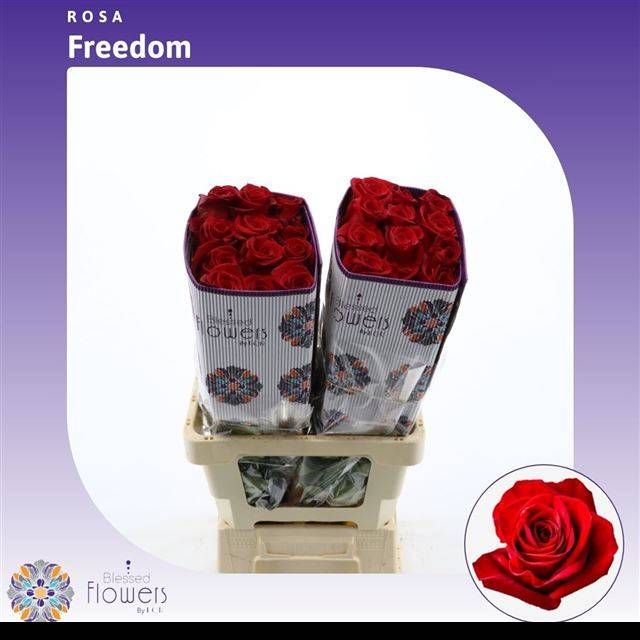 Роза од. Фридом 60, шт.