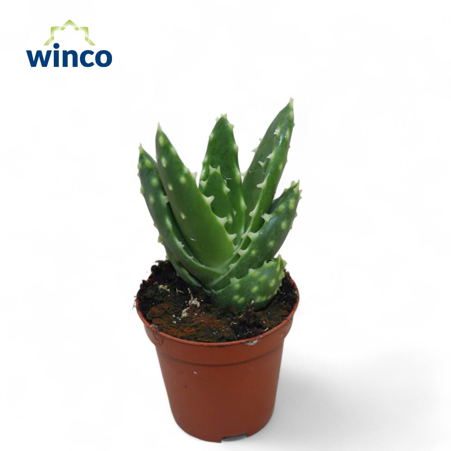 Aloe Mitriformis Ssp., D 5,5