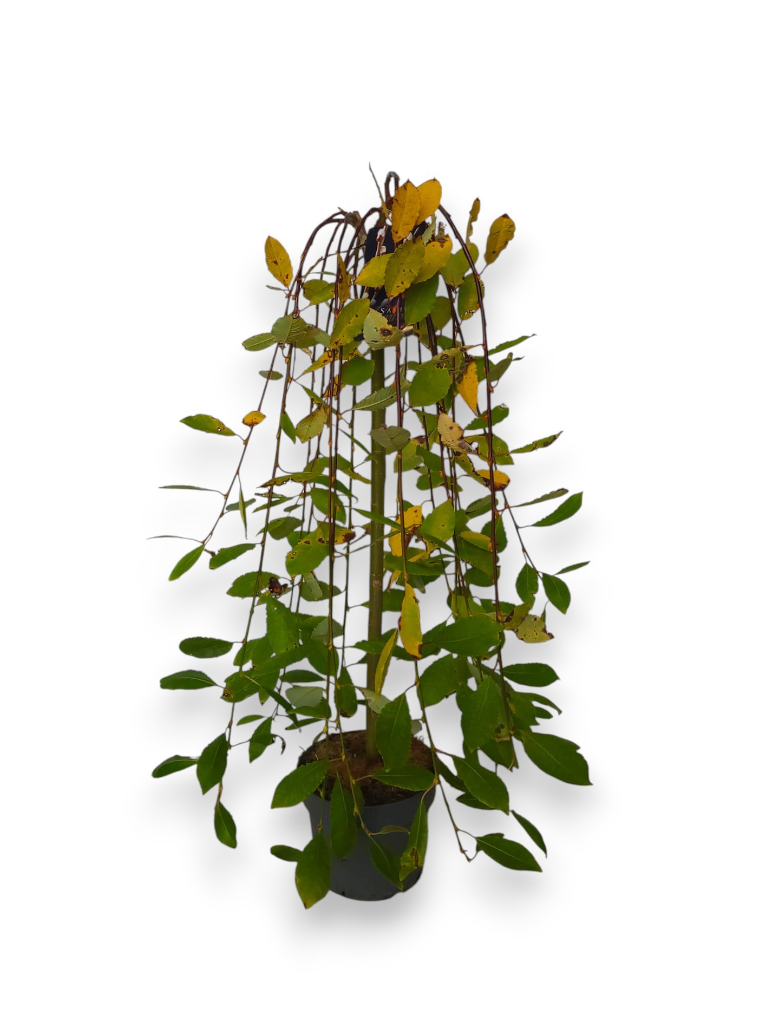 Salix caprea 'Kilmarnock' 60cm stam C3/P19, D 19 cm