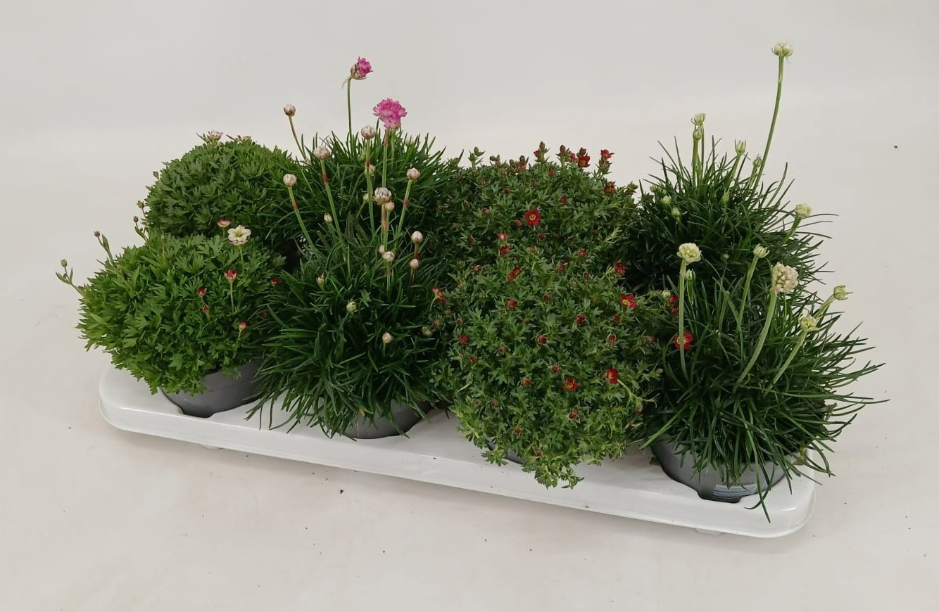 Vaste Planten mix 12 cm, D 12