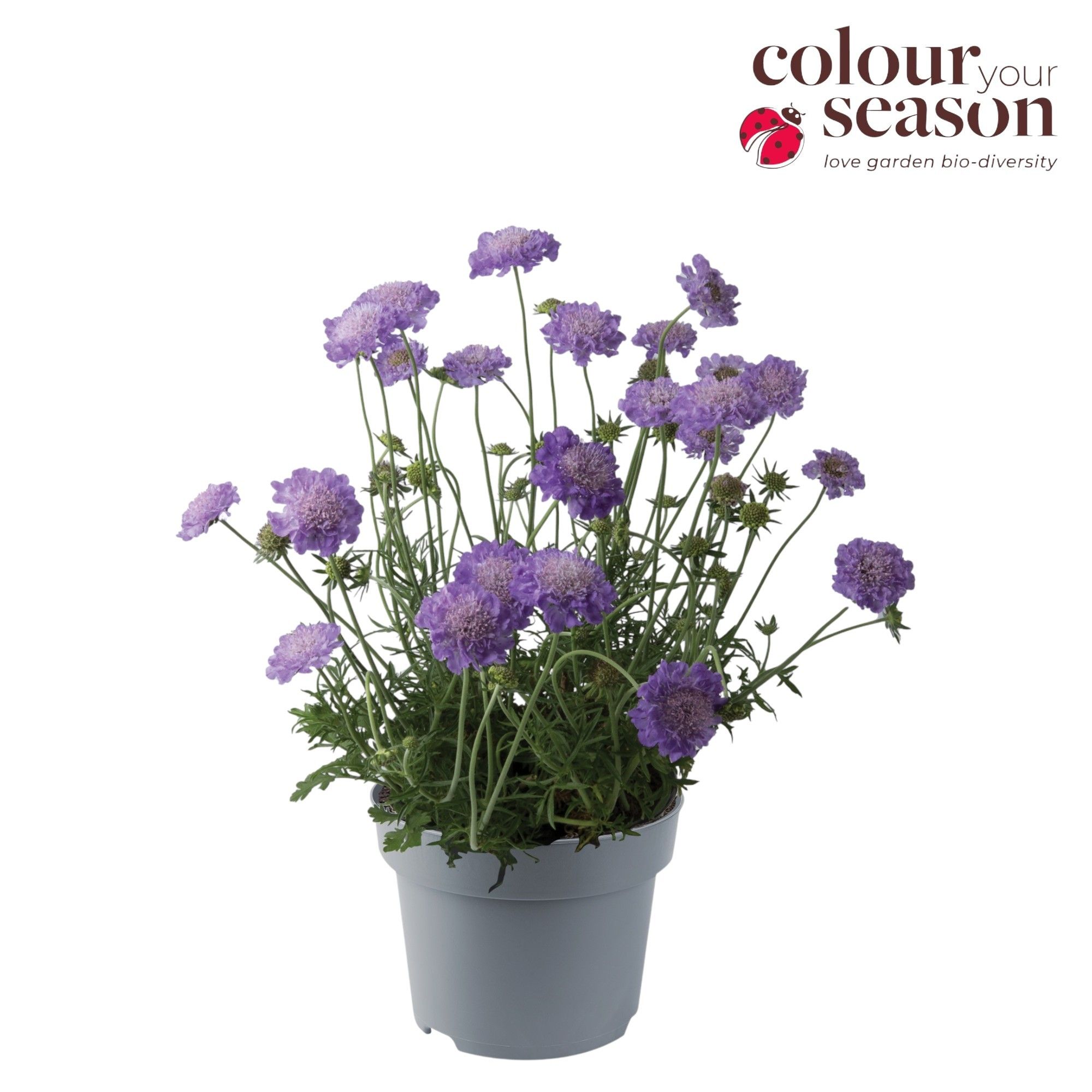 Scabiosa Butterfly Blue P19, D 19