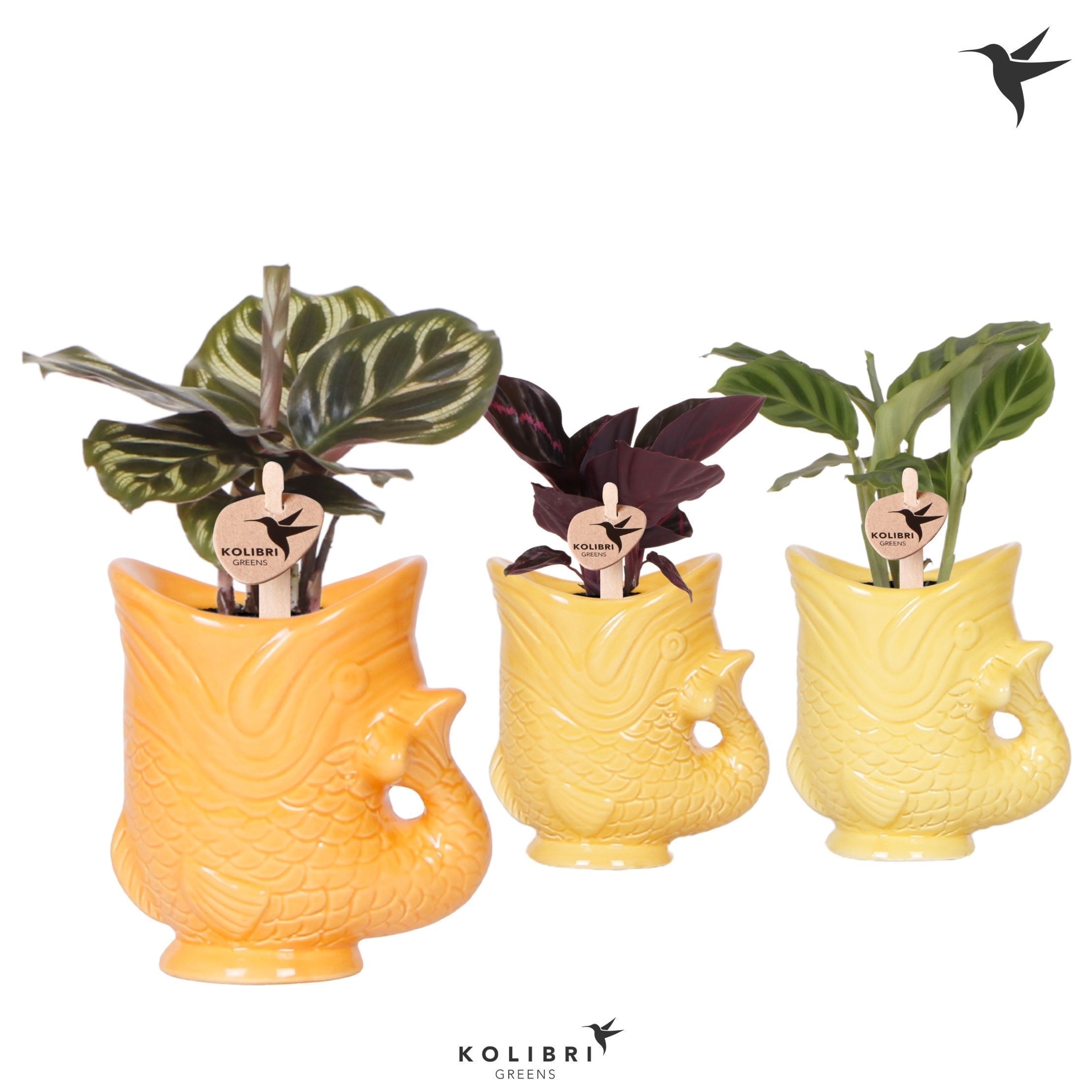 Kolibri Greens Calathea mix in Fish pot yellow mix, D 6