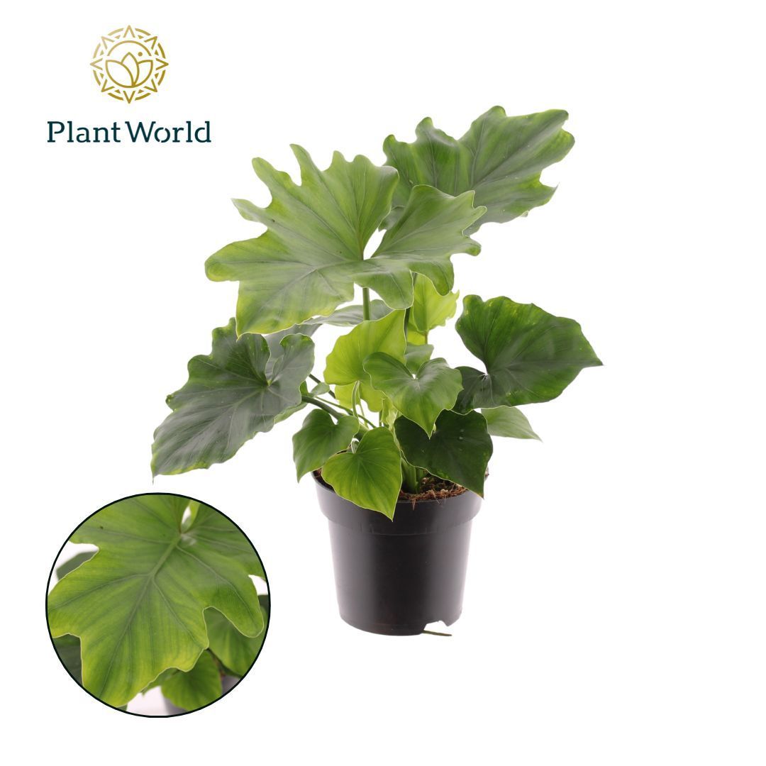 Philodendron selloum 'Hope', D 14