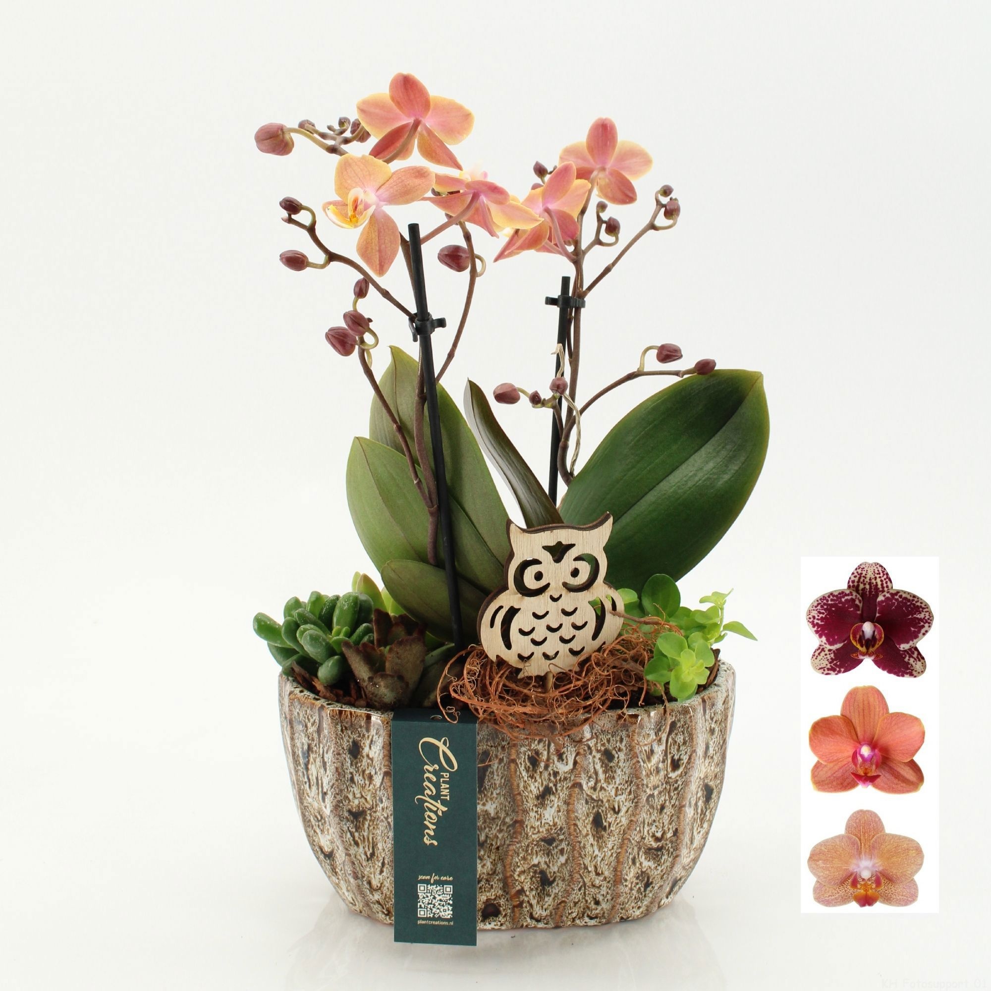 PHALHE-2602 Autumn Phalaenopsis, D 20