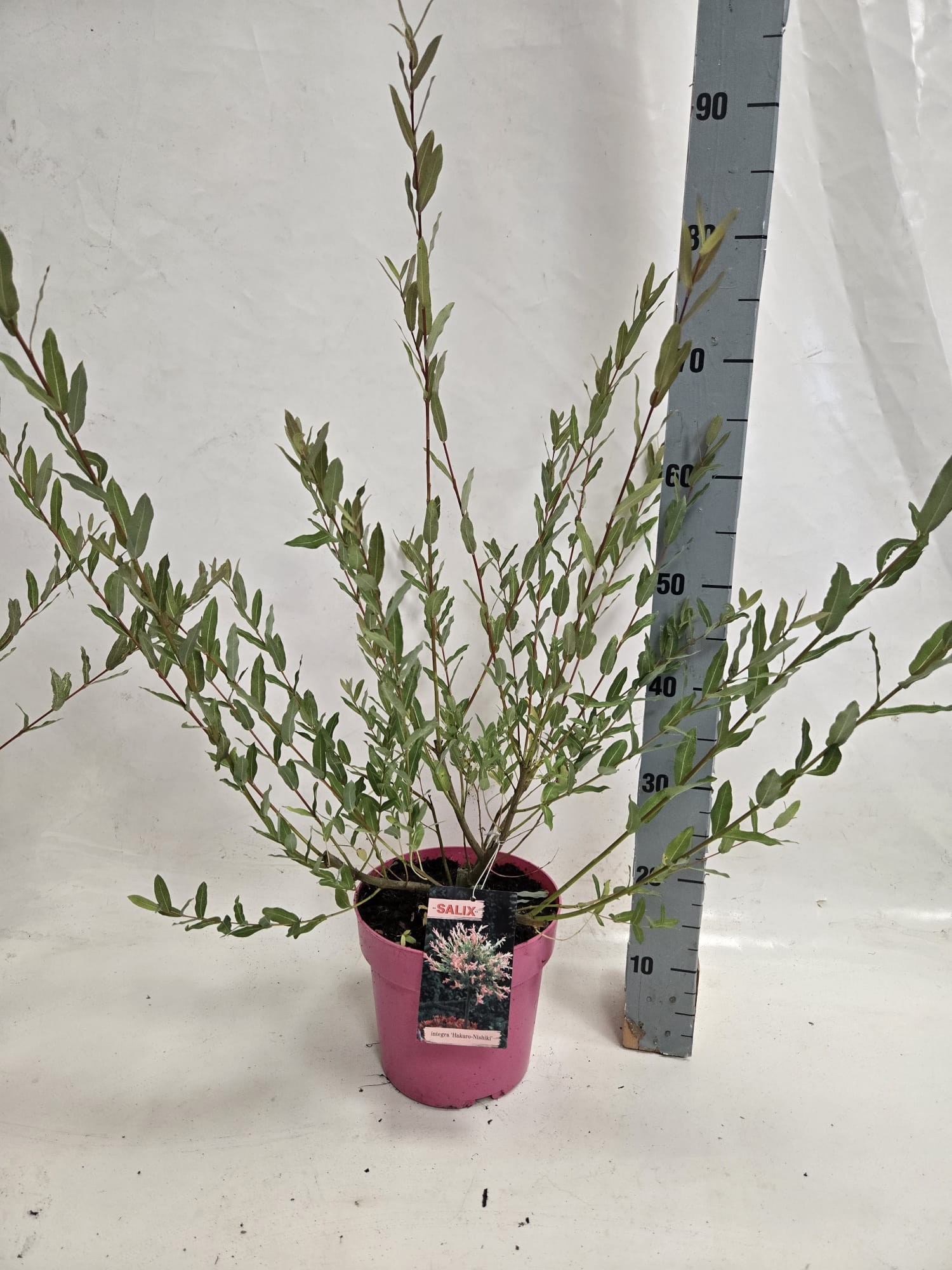 salix nishiki 40 str roze pot, D 21
