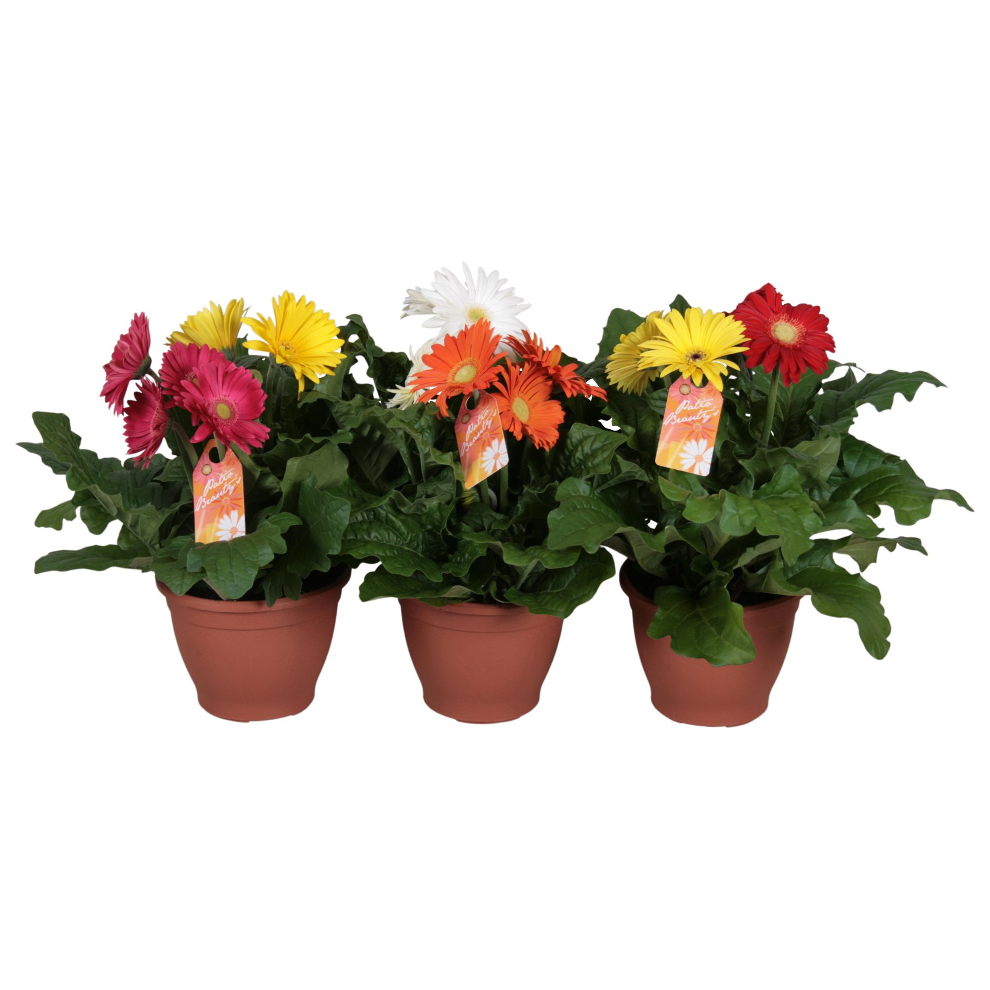 Gerbera 3+bl 17cm patio getoefd 2 kleuren per pot, D 17