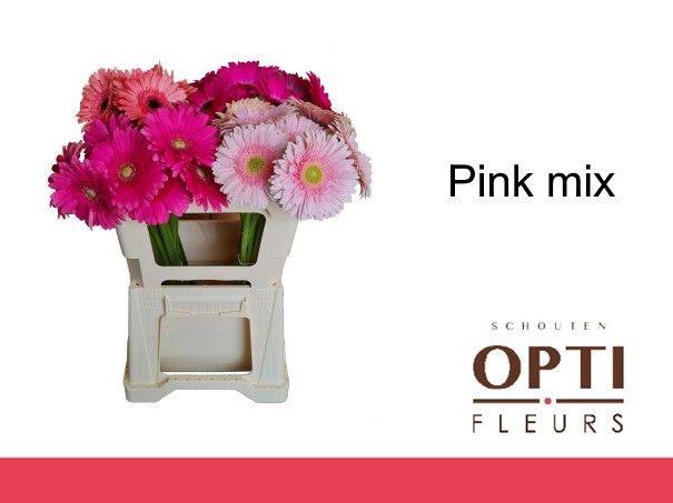 Гербера Овериг, шт.