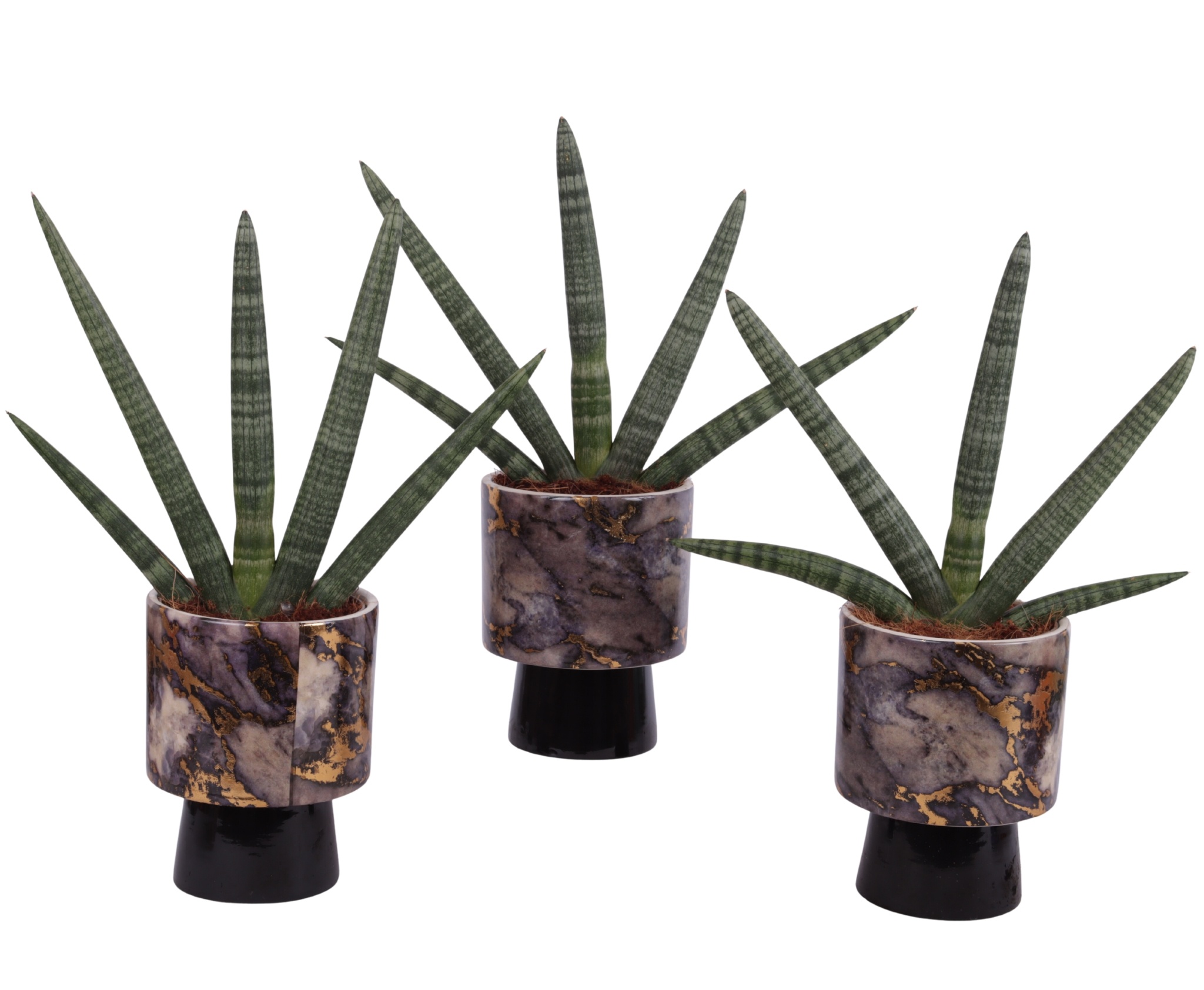 Sansevieria Cylindrica Handshake in Ø14cm Ceramic PL672, D 14