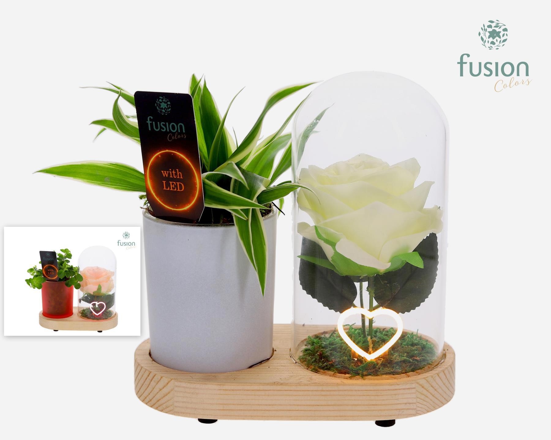 LED Lichtbal Hart houten planter met Groen planten, D 17