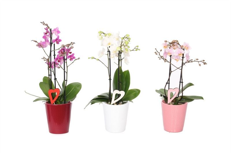 Zoe p12 dots mix candy Phal multiflower mix 2T22+, D 12