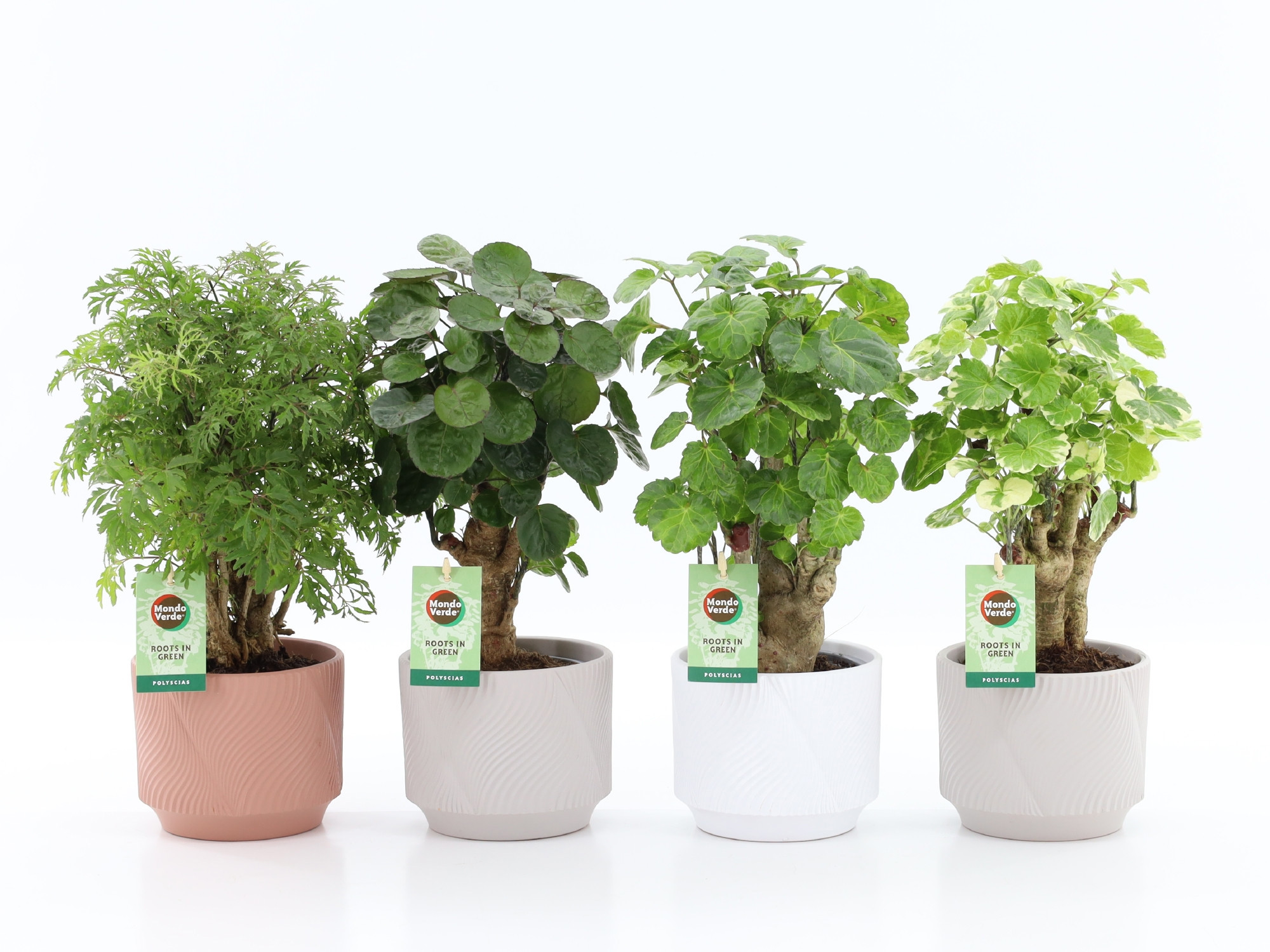 Polyscias Mix 12cm in Rodena keramiek, D 13