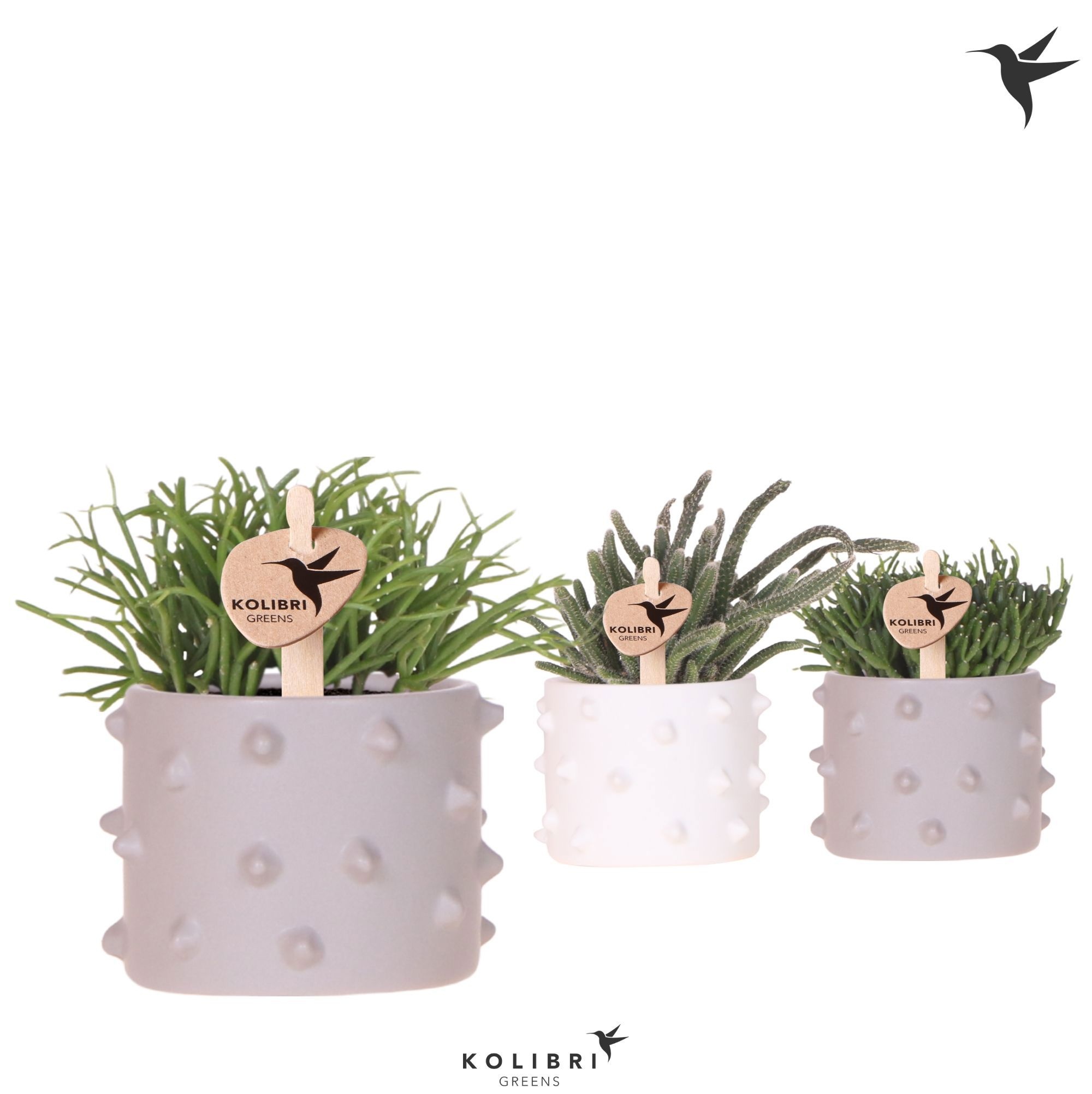 Kolibri Greens Rhipsalis mix in Spike pot mix, D 6