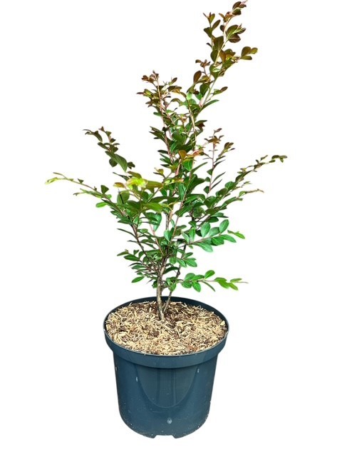 Lagerstroemia indica Red Imperator, D 23