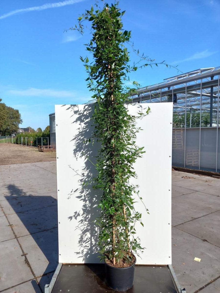 Solanum jasminoides, 3 stok, D 40 cm