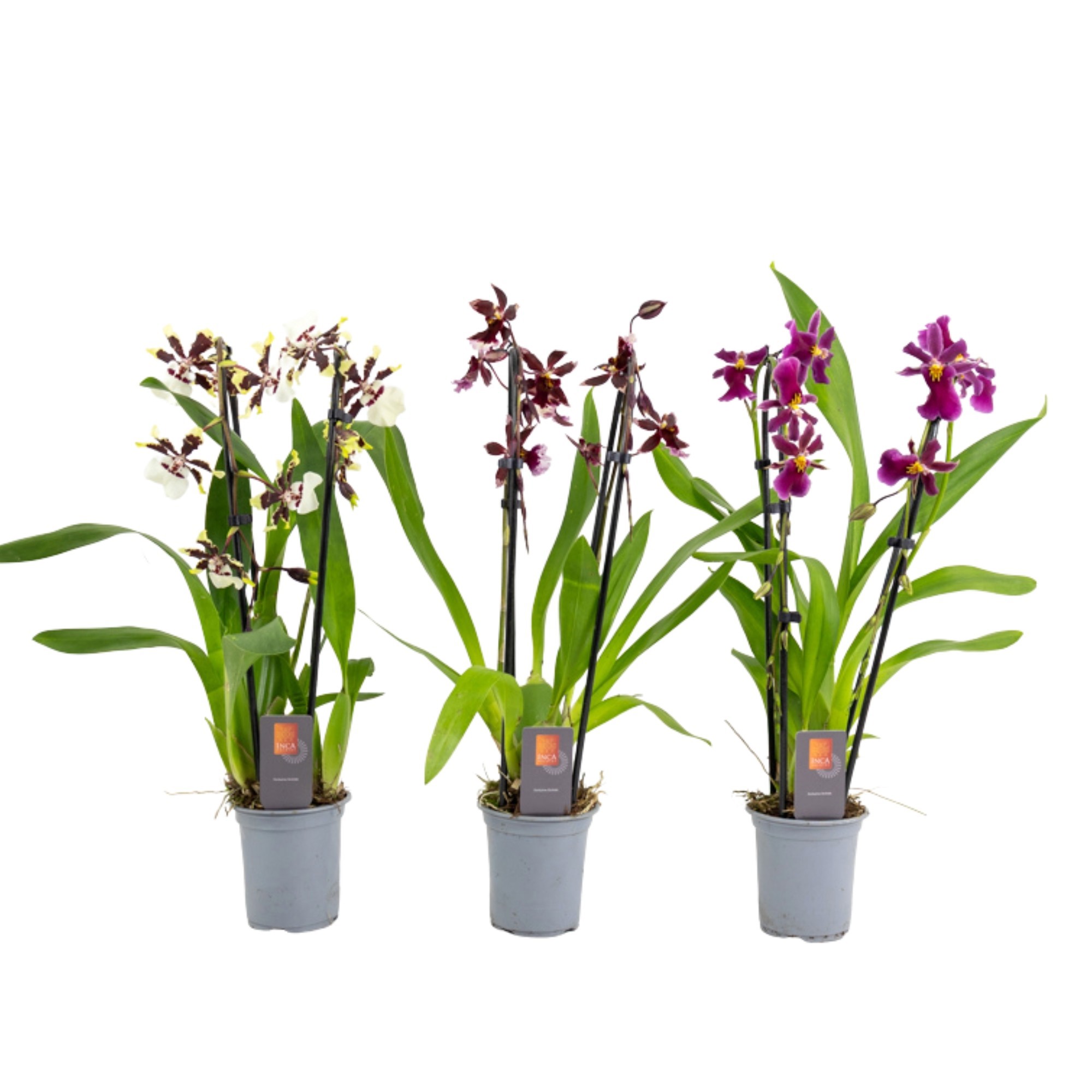 Inca Cambria mix duo cascade 9cm, D 9