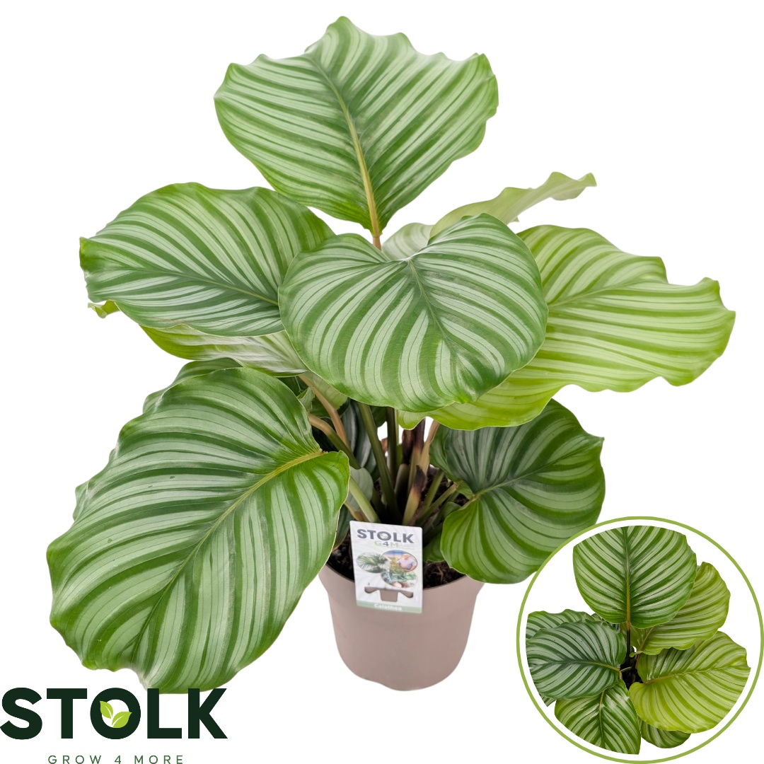 Calathea 17cm 'Orbifolia', D 17