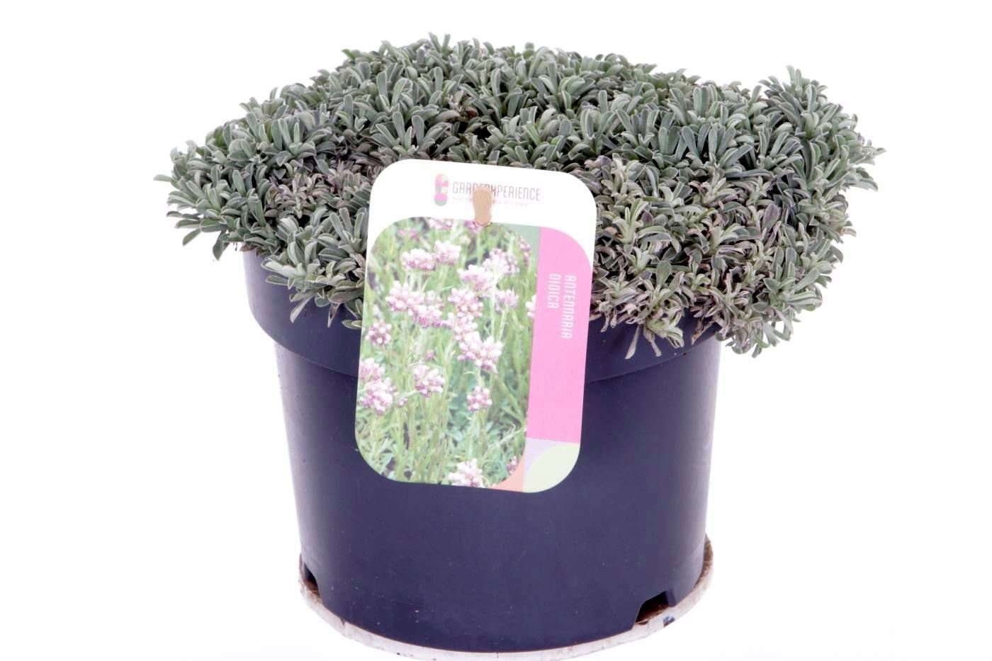 Antennaria dioica Alex Duguid, D 17