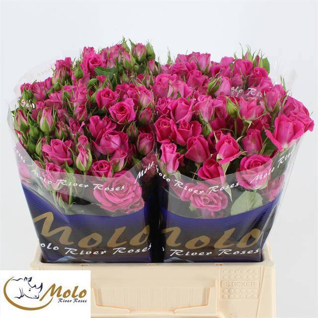 Роза куст. Алисия 40, шт.