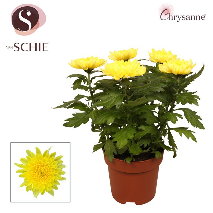 Chrys Zembla Next Yellow P17, D 17 cm Chrys Zembla Next Yellow P17, D 17 cm