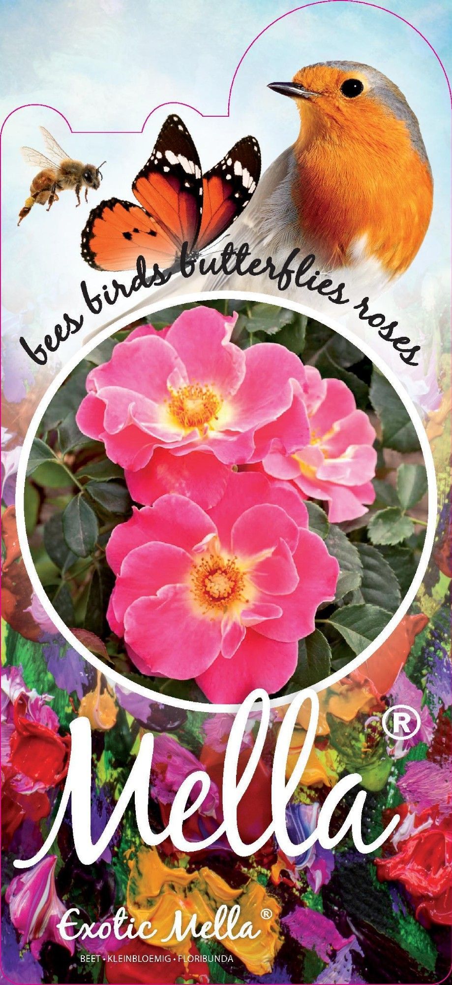 Rosa (F) Exotic™ Mella®, D 17