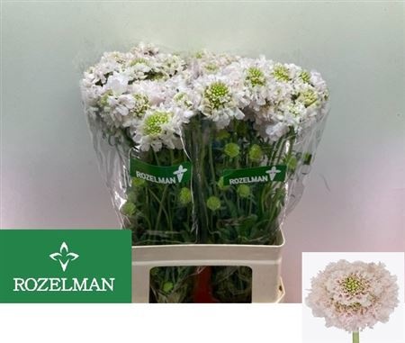 Скабиоза Френч Ванилла 60, шт.