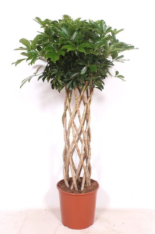Schefflera arboricola ' Compacta', D 30