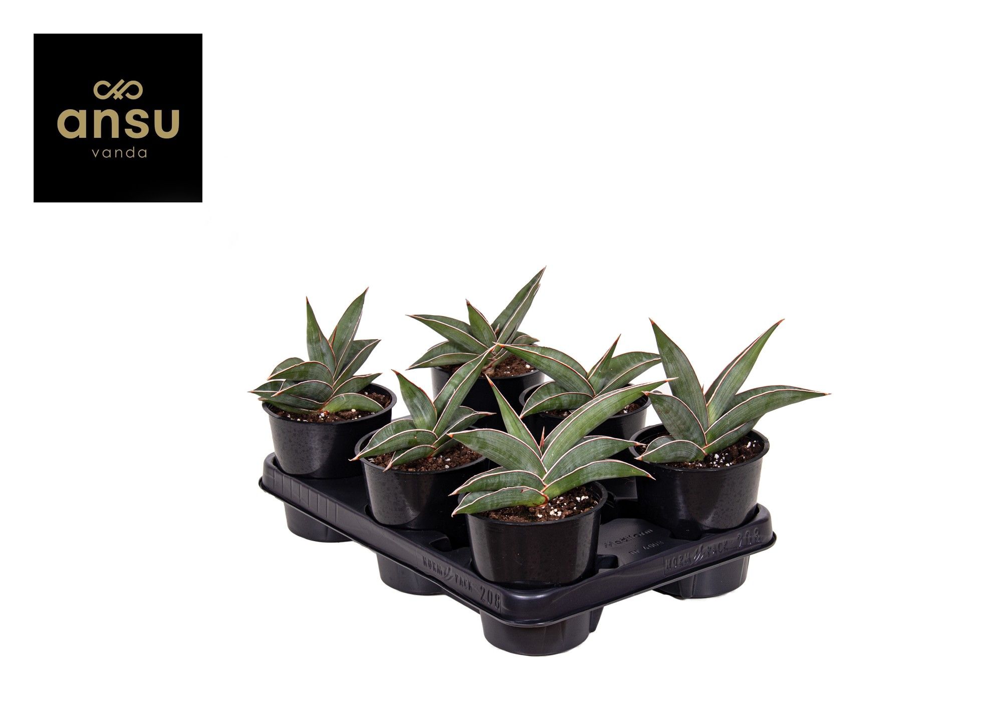 Sansevieria Almond Silver, D 12