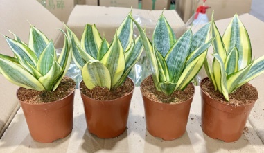 Сансевиерия Премиум А Грейд Хани 11 18