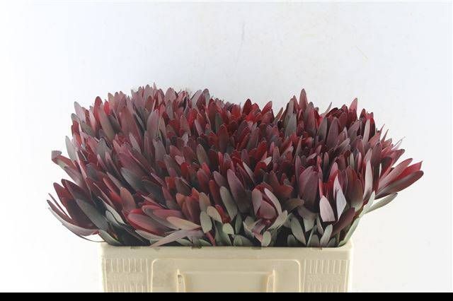 Леукадендрон Сафари Сансет 50 (красн.), шт.