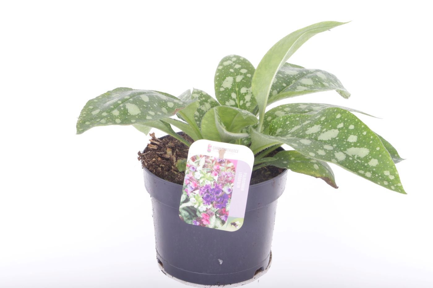 Pulmonaria angustifolia Shrimps on the Barbie, D 17