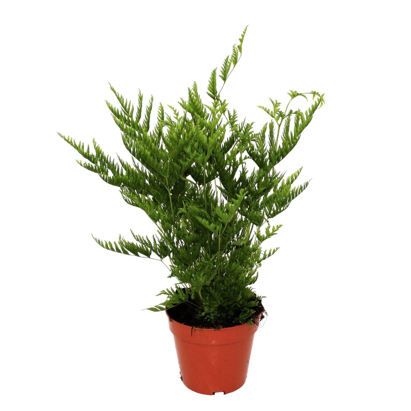 Pteris Straminea (Naaldvaren), D 12