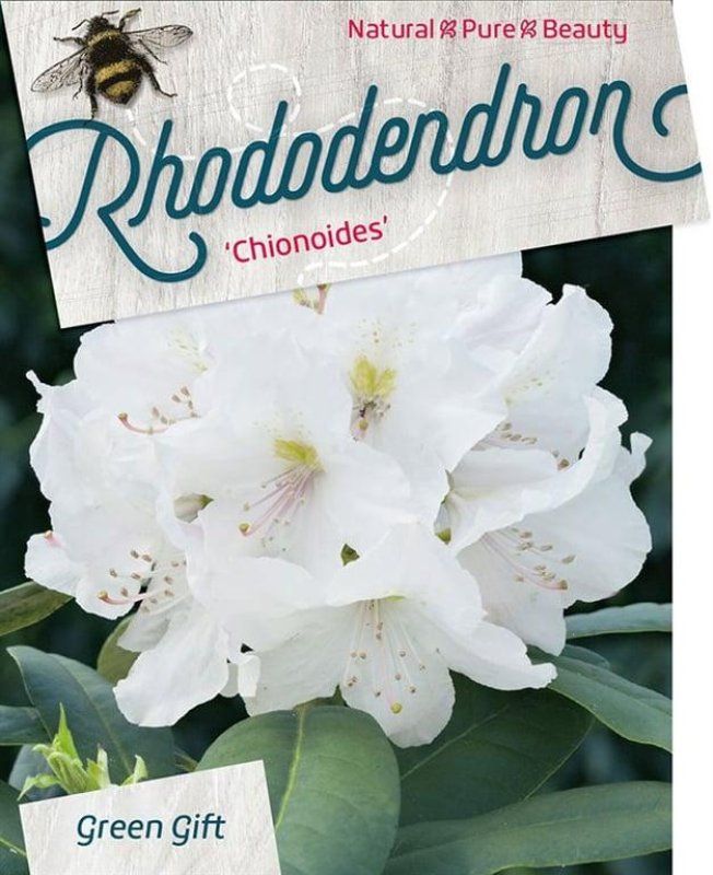 Rhododendron 'Chionoides', D 38