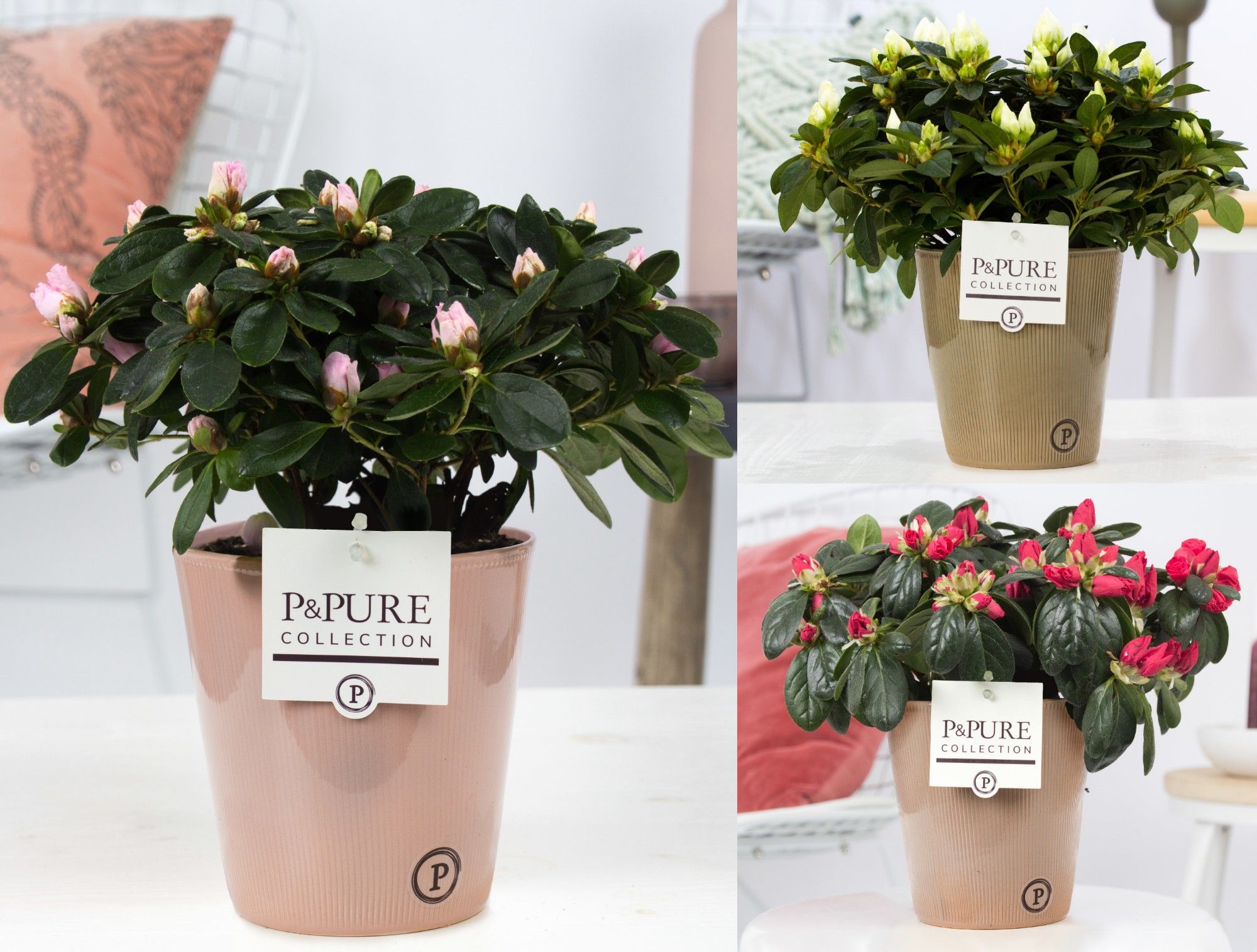 Azalea P&PURE Collection Ruby keramiek, D 12 cm