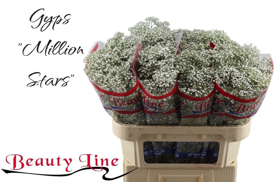 Гипсофила Миллион Стар 70 (бел.), шт.