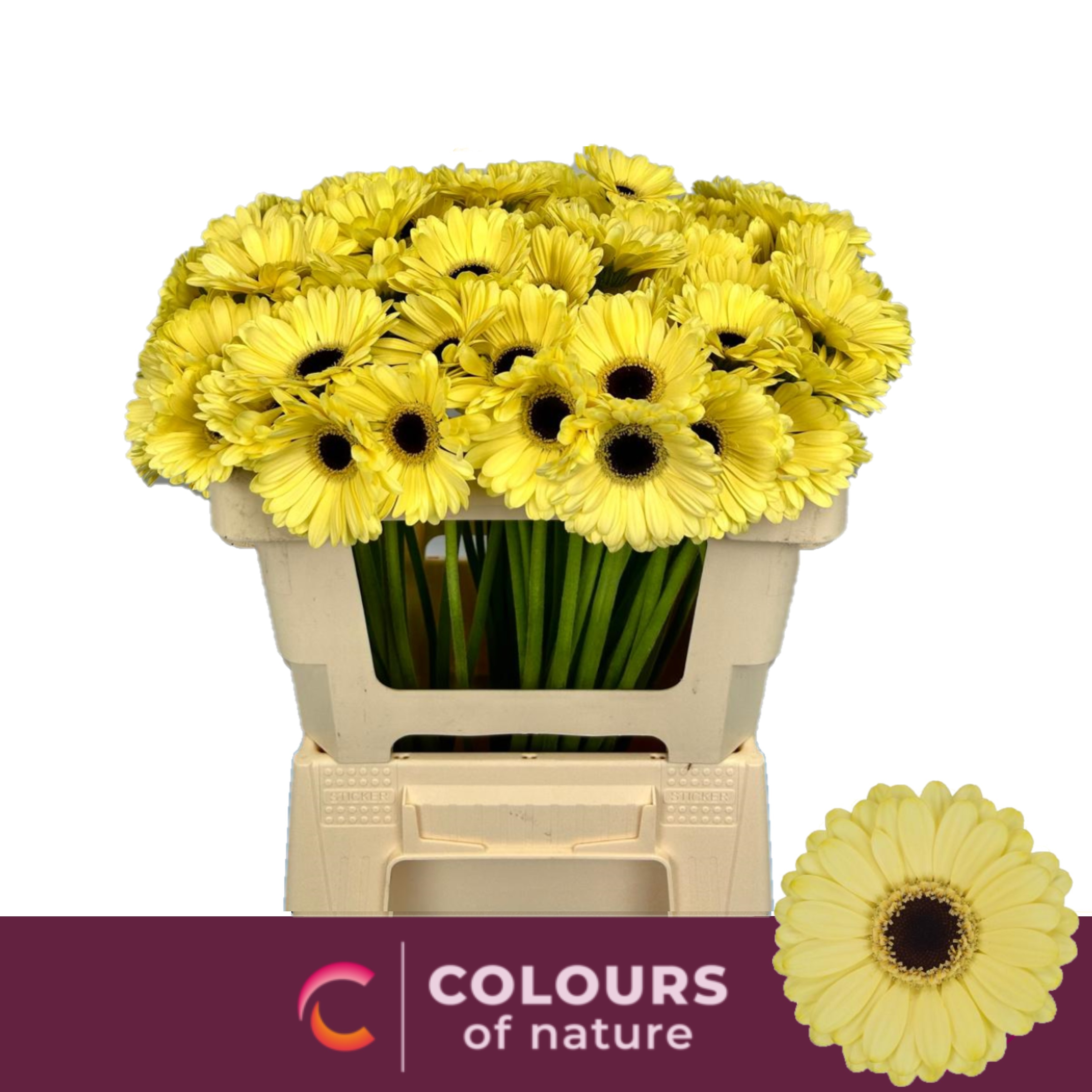 Гермини Серфер (крем.), шт. Гермини Серфер (крем.), шт.