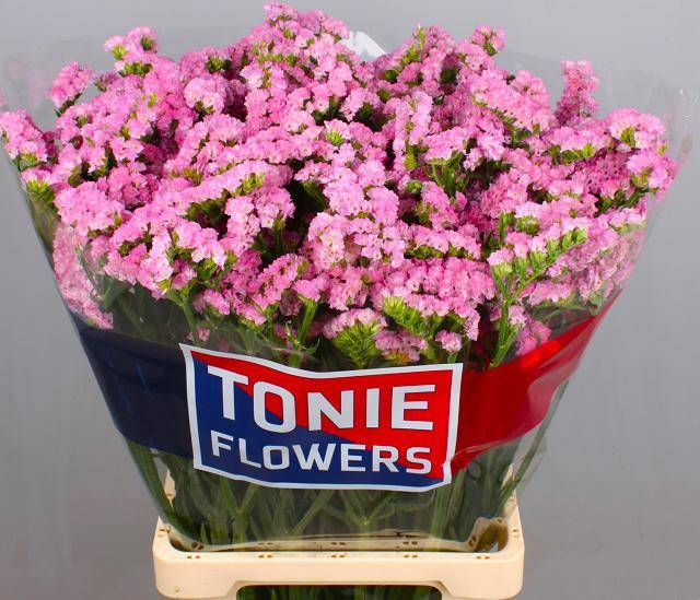 Статица Розелла Сан Бердс 70, шт.