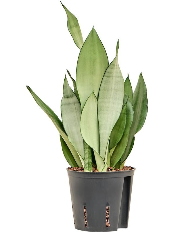 Sansevieria trifasciata 'Moonshine', D 13