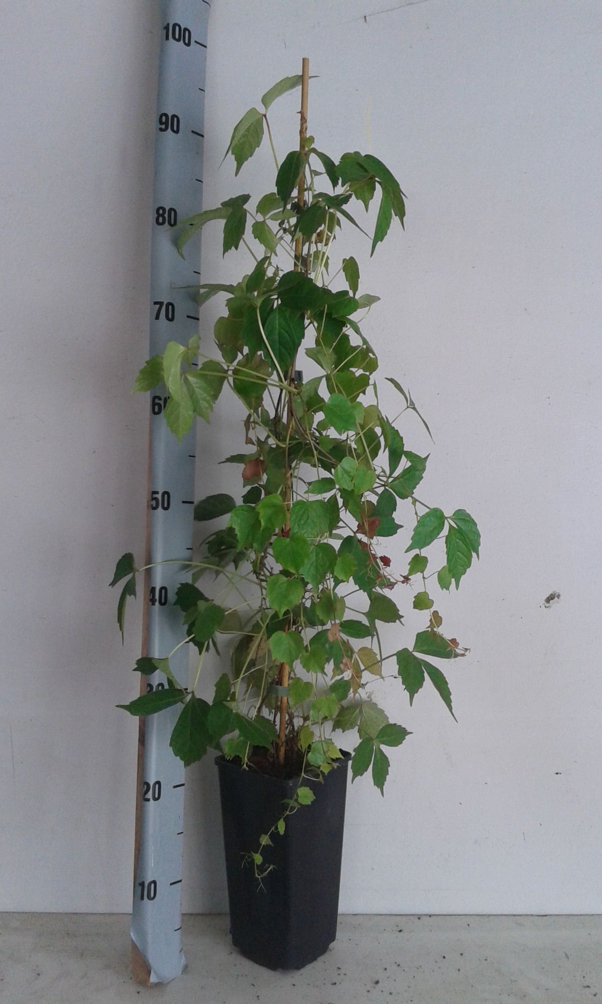 parthenocissus Veitchi, D 11