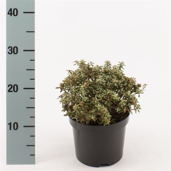 Rhododendron impeditum, D 17