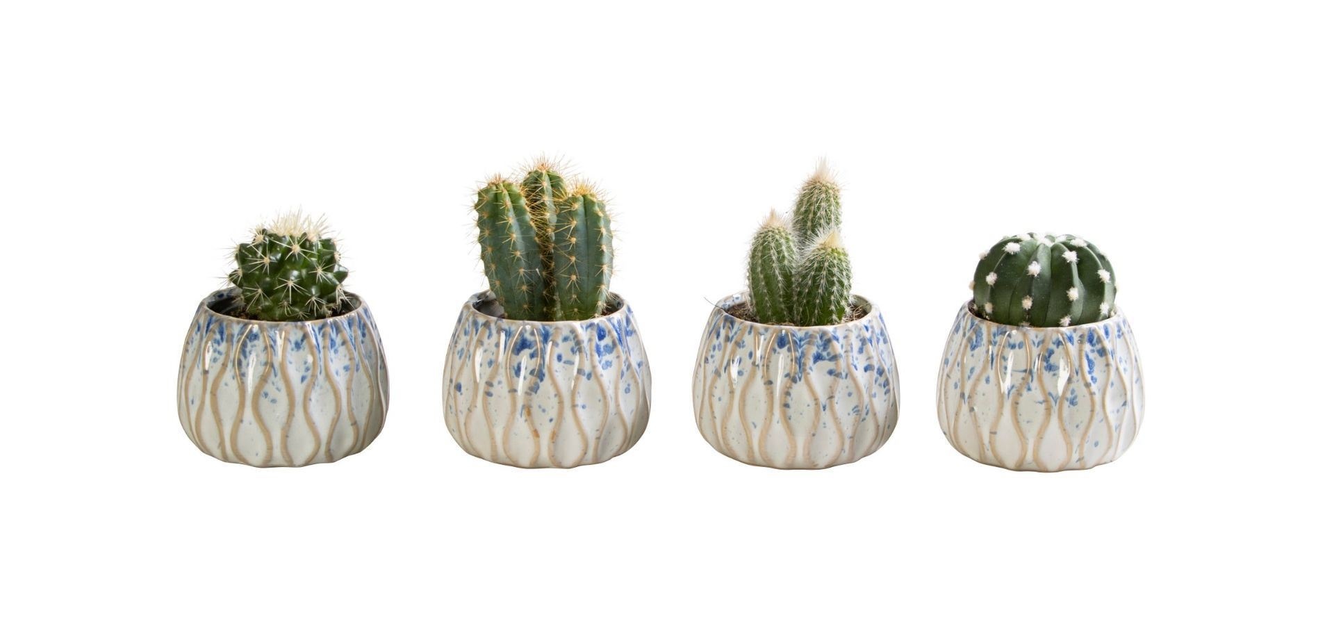 L 65802 with Cactus Mix 6 cm, D 6