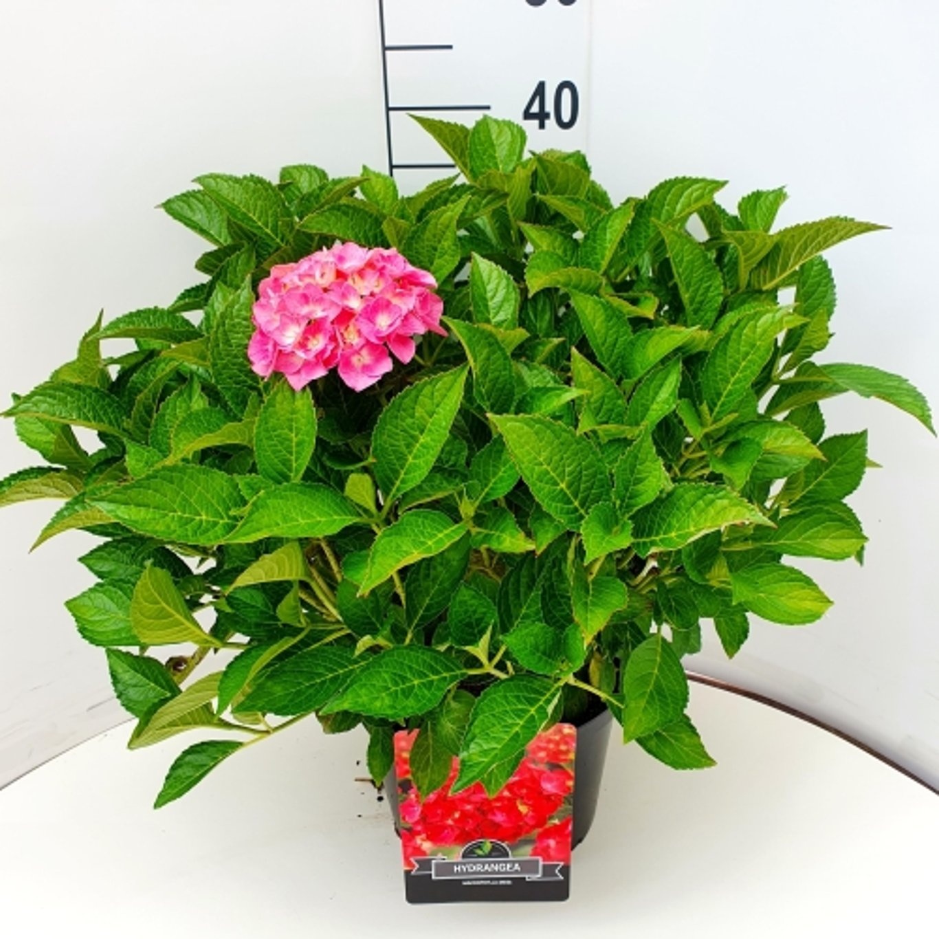 Hydrangea m. 'Sibilla', D 28