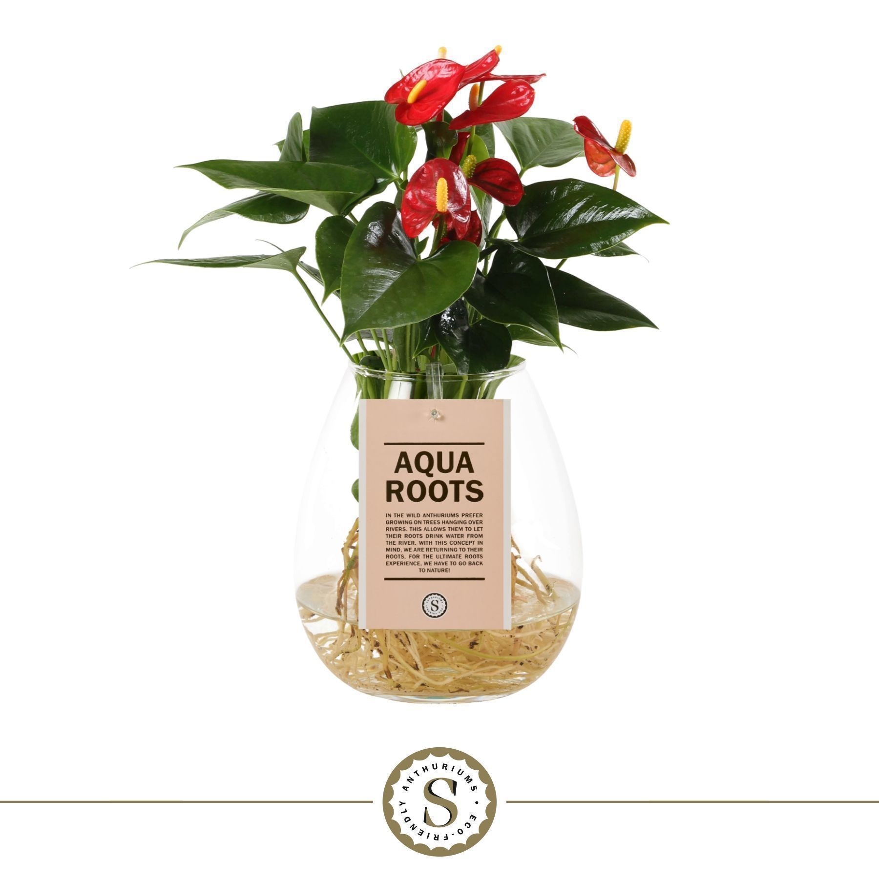 Aqua Roots Bowl Red, D 12