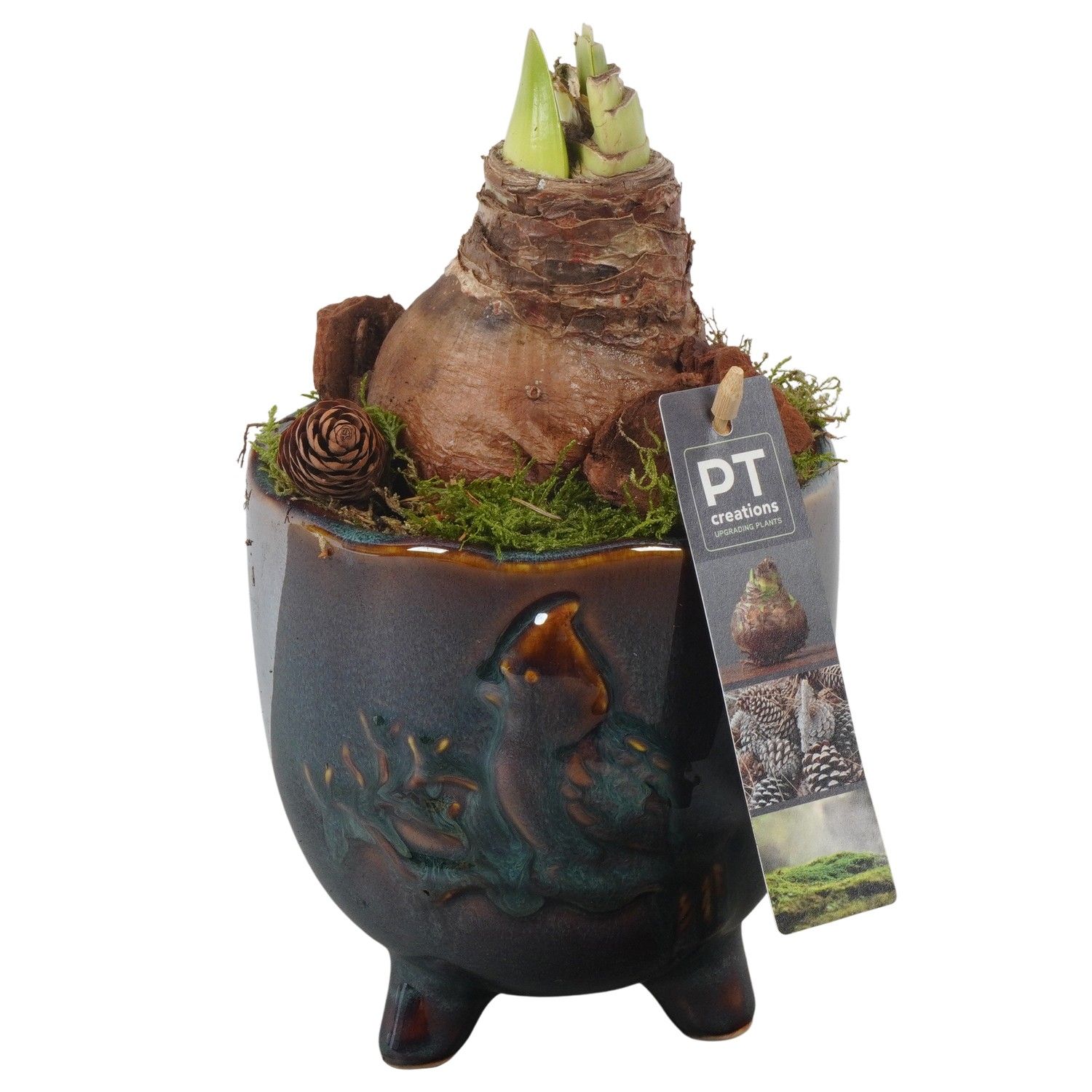 PTAA7516 Arrangement Amaryllis in keramiek pot, D 14 cm