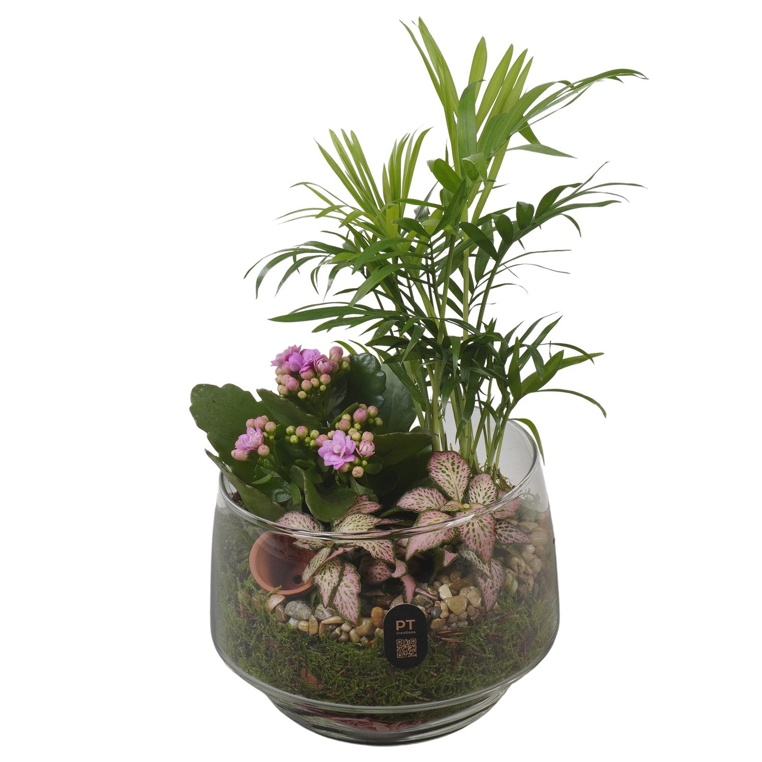 PTIG2650 Arrangement Indoor in glas schaal, D 17