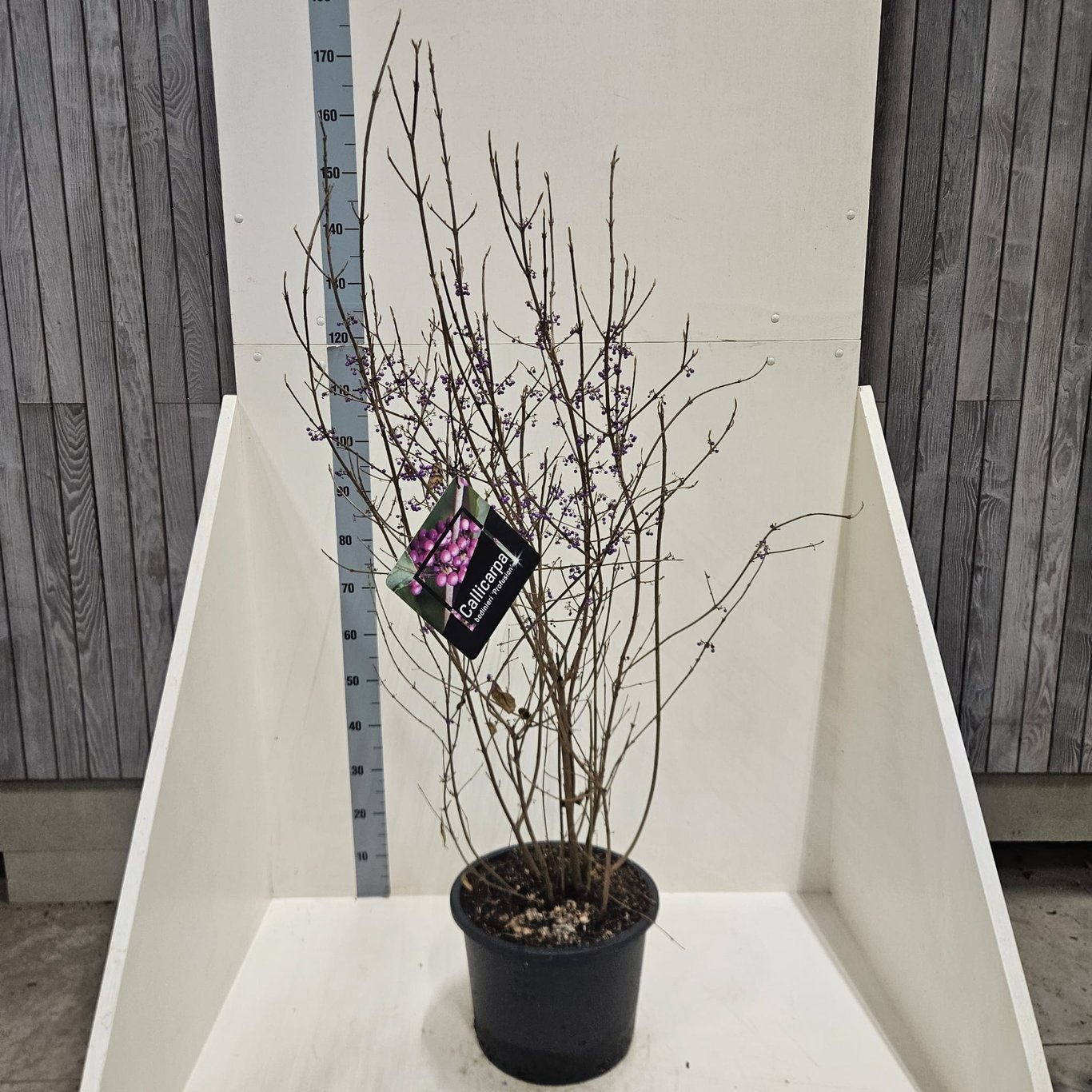 Callicarpa bod. 'Profusion', D 40