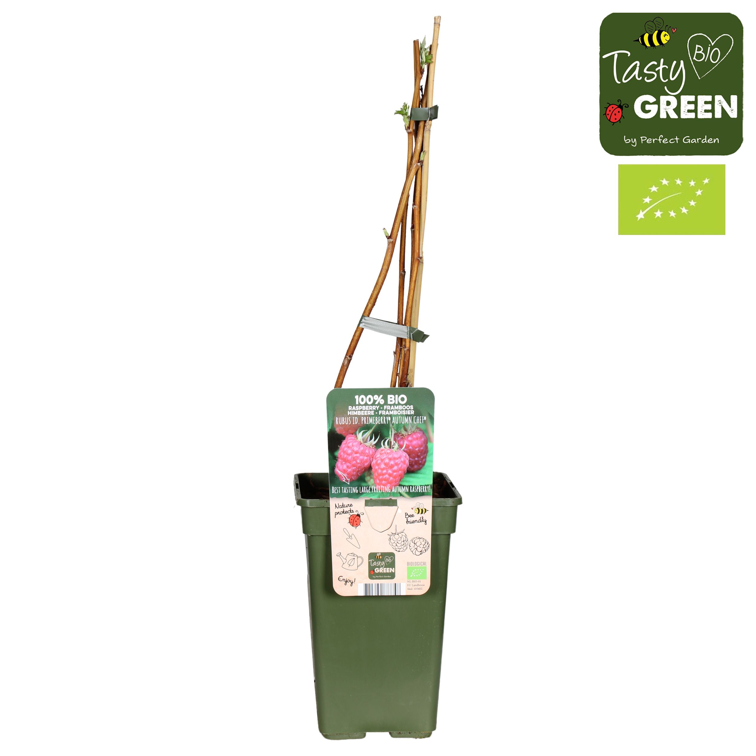 Rubus idaeus 'Autumn Chef'® Bio P19, D 19