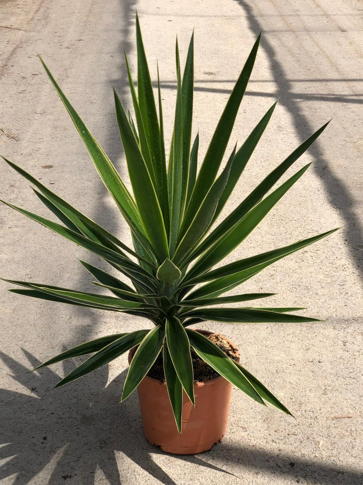 Yucca Puck C22-5L, D 22